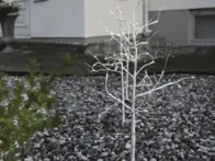 Naujas terasinių medelių komplektas