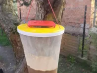 Musiu , uodu, širšiu gaudykle