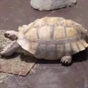 MAH